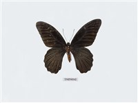 Papilio memnon heronus Collection Image, Figure 2, Total 6 Figures